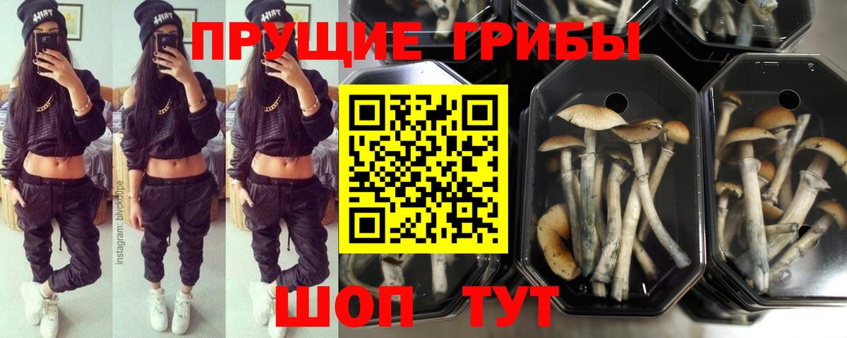 Галлюциногенные грибы Psilocybe  Галлюциногенные грибы MAGIC MUSHROOMS  что такое   Бердск  Вход с VPN 
